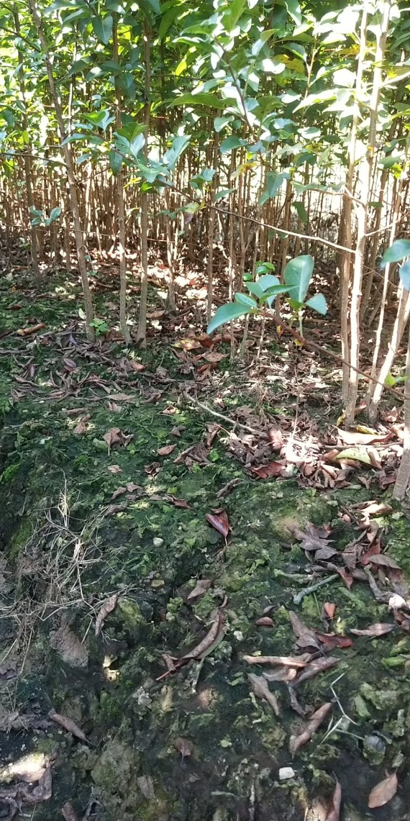 包邮鸟梨苗棠梨苗刺梨苗杜梨苗