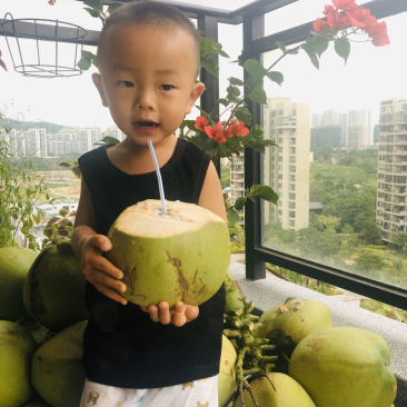 海南文昌椰子椰青孕妇小孩适用一件代发