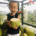 海南文昌椰子椰青孕妇小孩适用一件代发