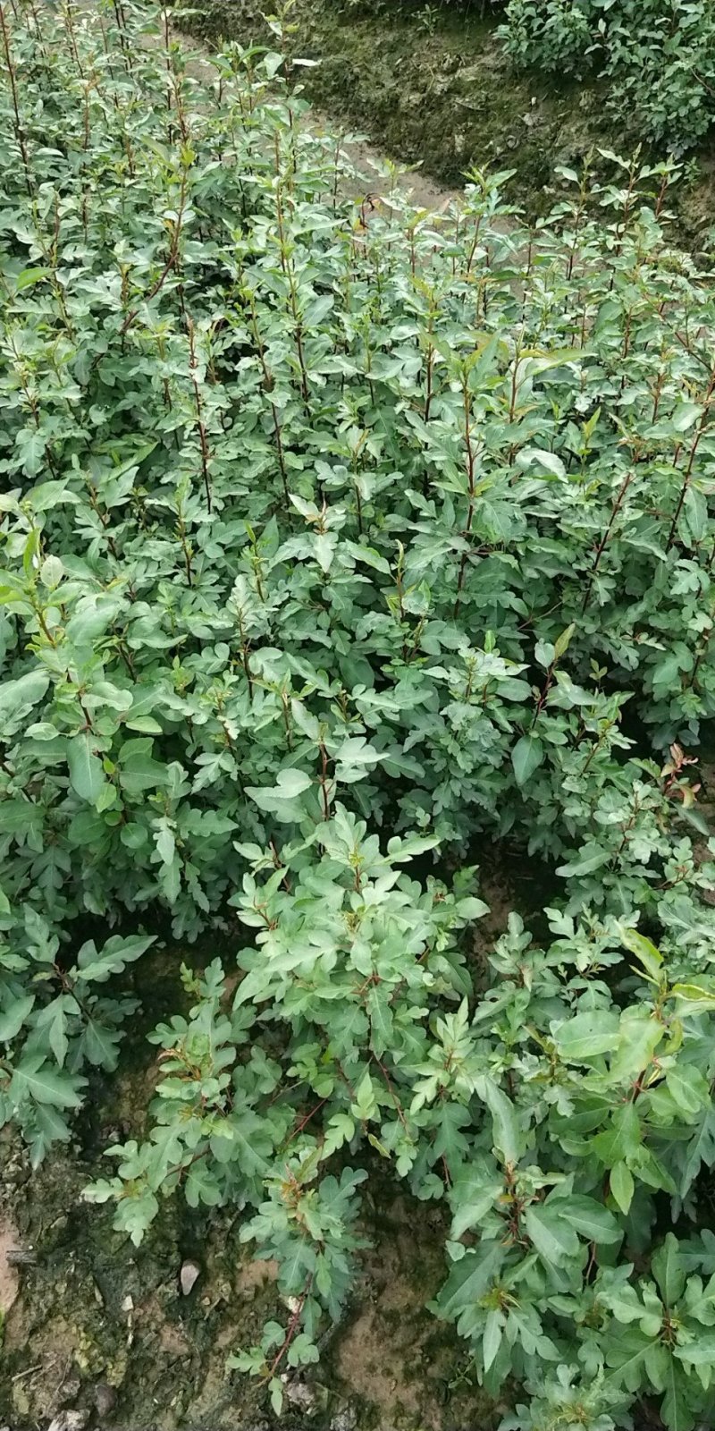 包邮鸟梨苗棠梨苗刺梨苗杜梨苗