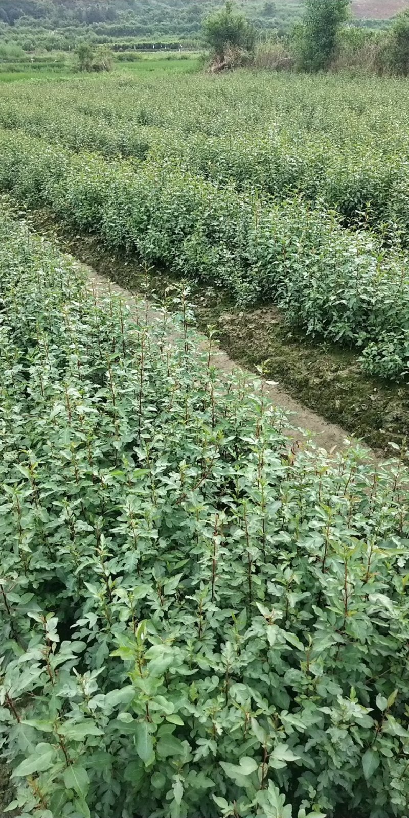 包邮鸟梨苗棠梨苗刺梨苗杜梨苗