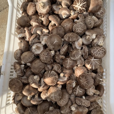 食用菌鲜货
