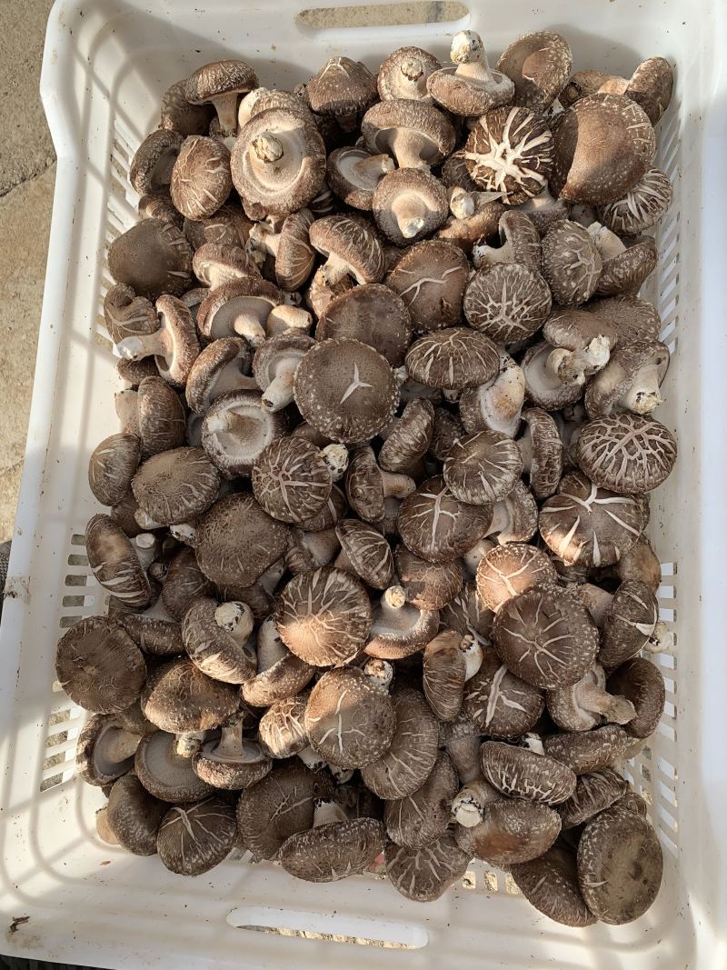食用菌鲜货