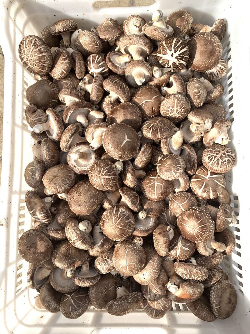 食用菌鲜货