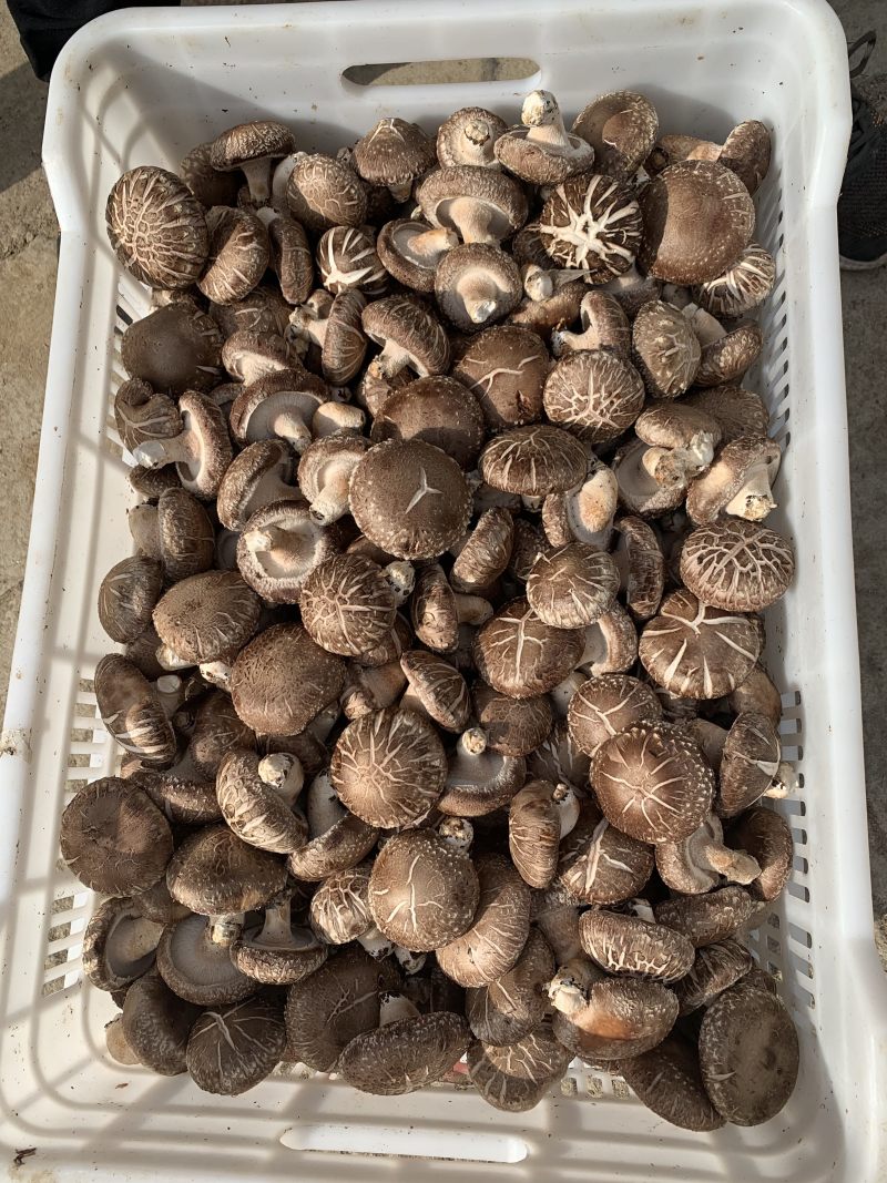 食用菌鲜货