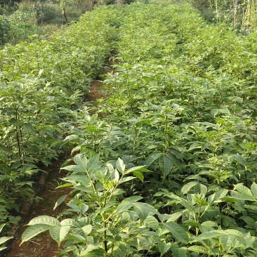 吴茱萸苗，江西樟树市高产中花吴茱萸苗，茶辣子苗