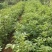 吴茱萸苗，江西中花，自产自销，品种纯正，果盘大