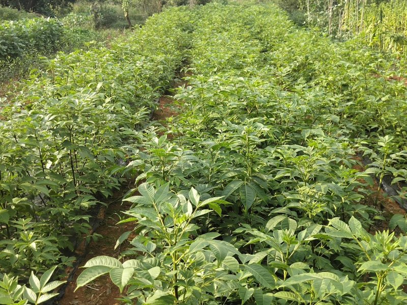 吴茱萸苗，江西中花，自产自销，品种纯正，果盘大
