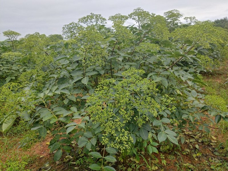 吴茱萸苗，江西中花，自产自销，品种纯正，果盘大