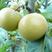 圆黄梨苗，成活率高，技术指导，保品种，可签合同