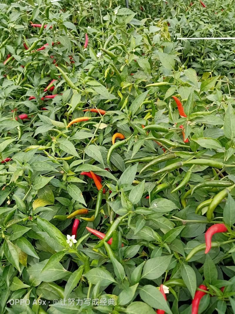 大果型泰系朝天椒种子辣度高抗病性强长度8到10公分