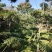 小叶女真造型树2米到3.5高，部分树腾地处理
