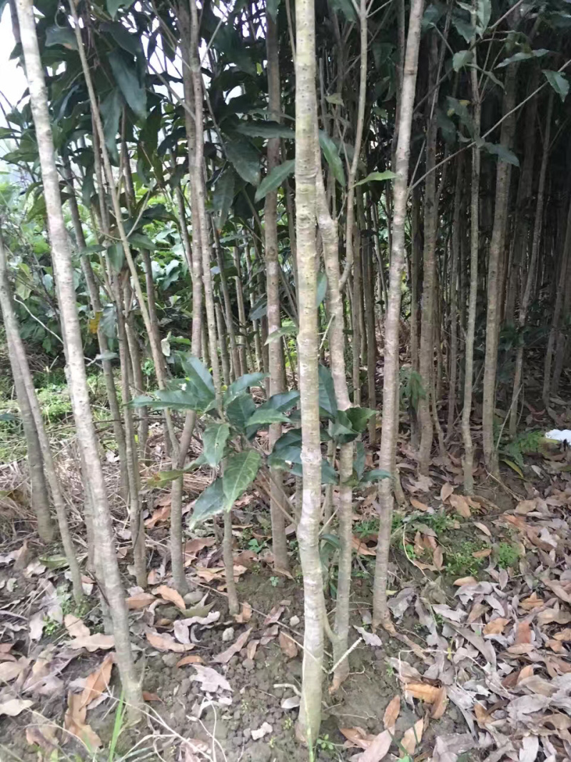 供应桂花苗四季桂丹桂八月桂1米多到2米多高