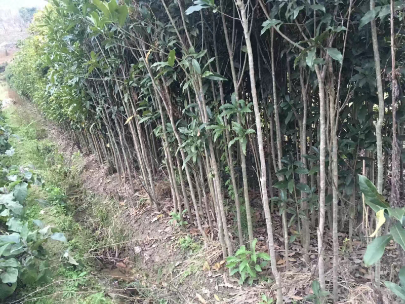 供应桂花苗四季桂丹桂八月桂1米多到2米多高