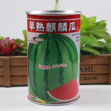 早熟麒麟瓜西瓜种子基地大棚早熟高产抗病耐重茬皮薄四季包邮