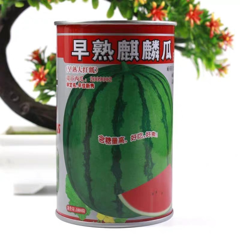 早熟麒麟瓜西瓜种子基地大棚早熟高产抗病耐重茬皮薄四季包邮