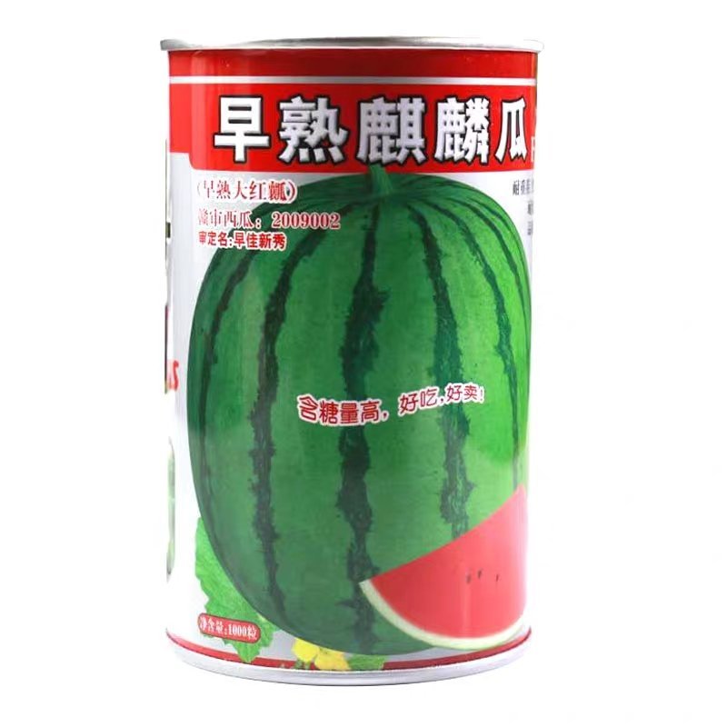 早熟麒麟瓜西瓜种子基地大棚早熟高产抗病耐重茬皮薄四季包邮