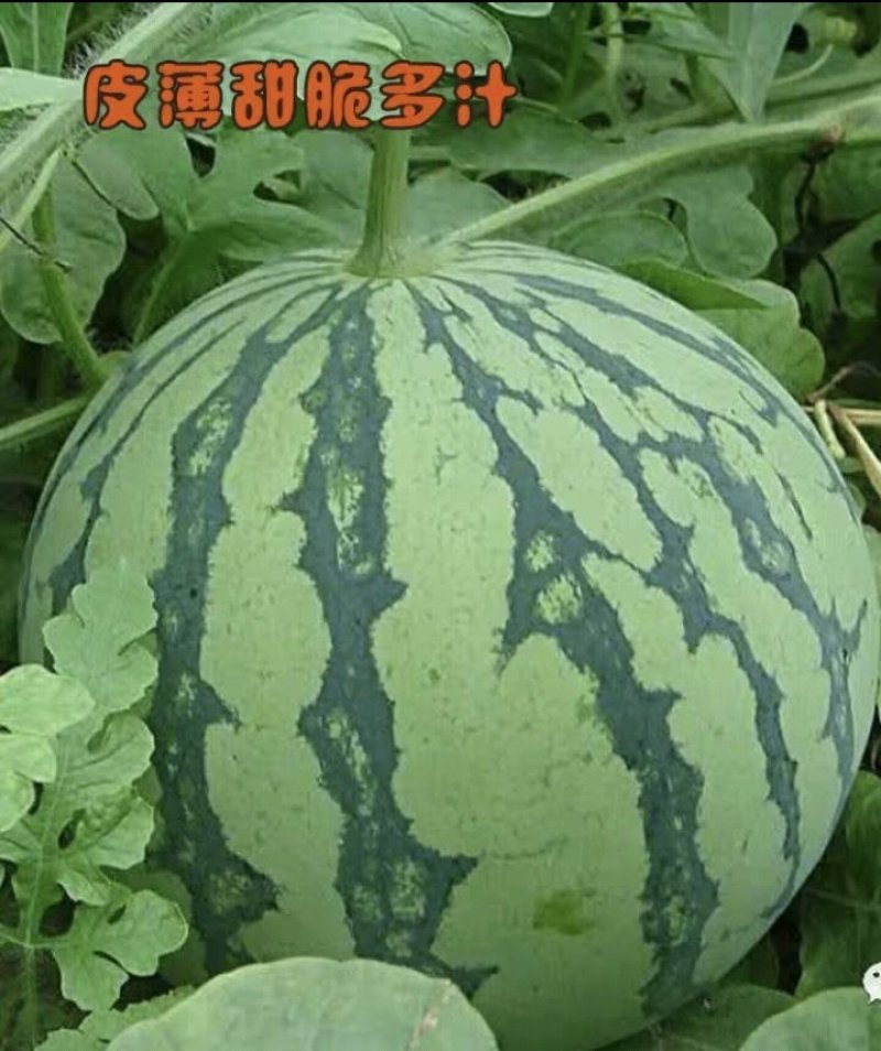 早熟麒麟瓜西瓜种子基地大棚早熟高产抗病耐重茬皮薄四季包邮