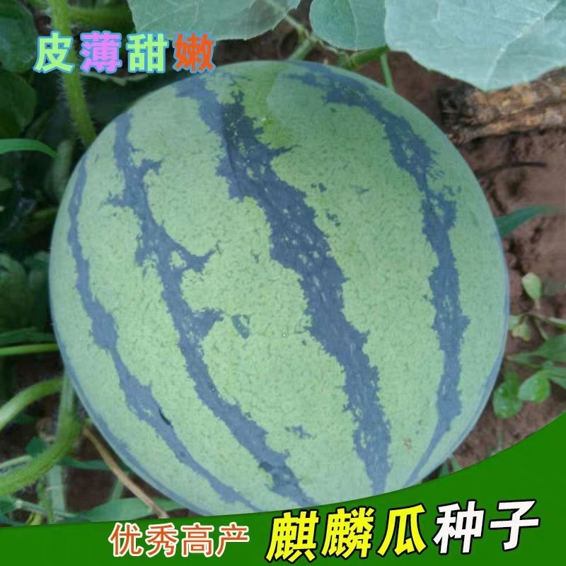 早熟麒麟瓜西瓜种子基地大棚早熟高产抗病耐重茬皮薄四季包邮