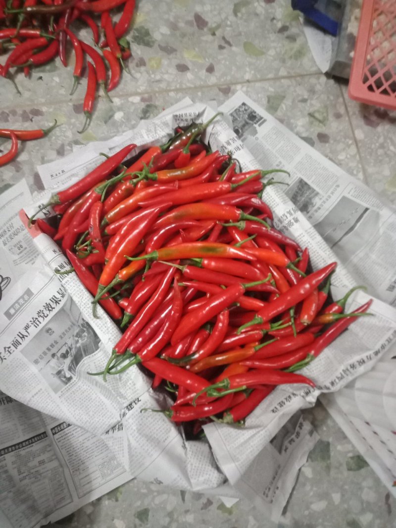 海花红辣椒准备上市，，诚信代办，。，需要联系我
