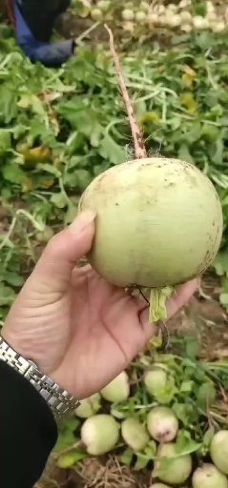 心里美萝卜满堂红萝卜1~1.5斤起颜色好看口感甜脆