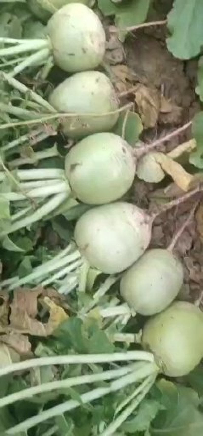 心里美萝卜满堂红萝卜1~1.5斤起颜色好看口感甜脆