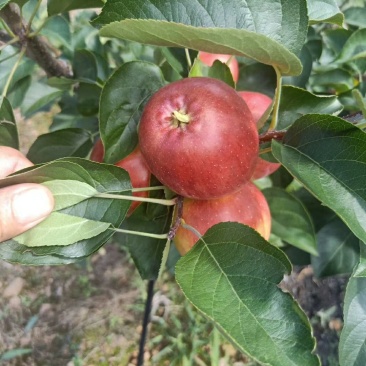 自家的123小苹果口感特别的好，