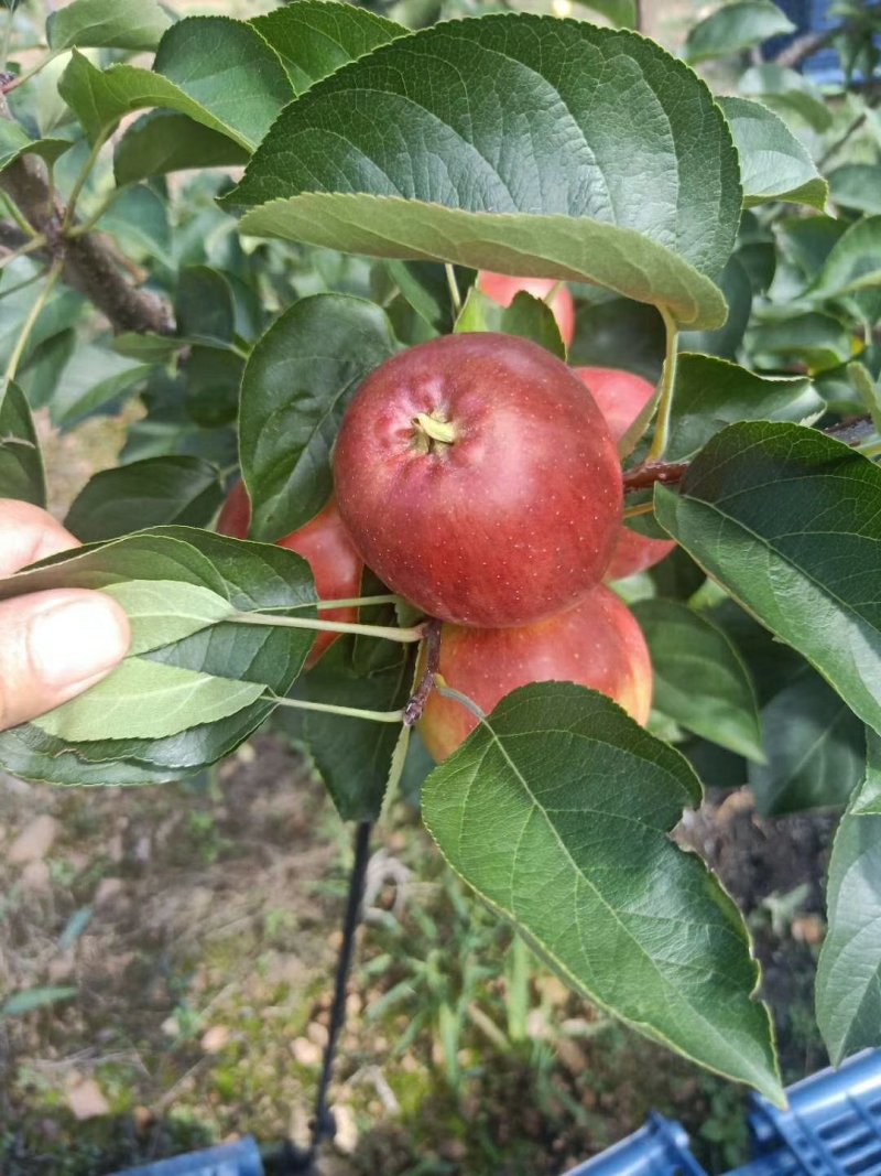 自家的123小苹果口感特别的好，
