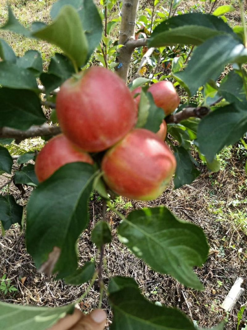 自家的123小苹果口感特别的好，