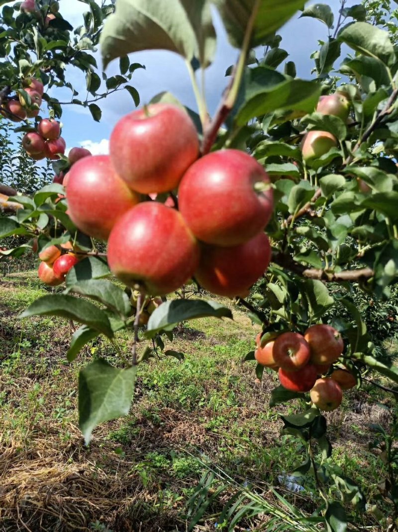 自家的123小苹果口感特别的好，