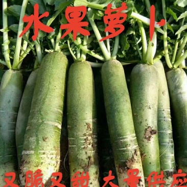 潍县青水果萝卜种植现货现拔人工费全免供应电商加工厂零