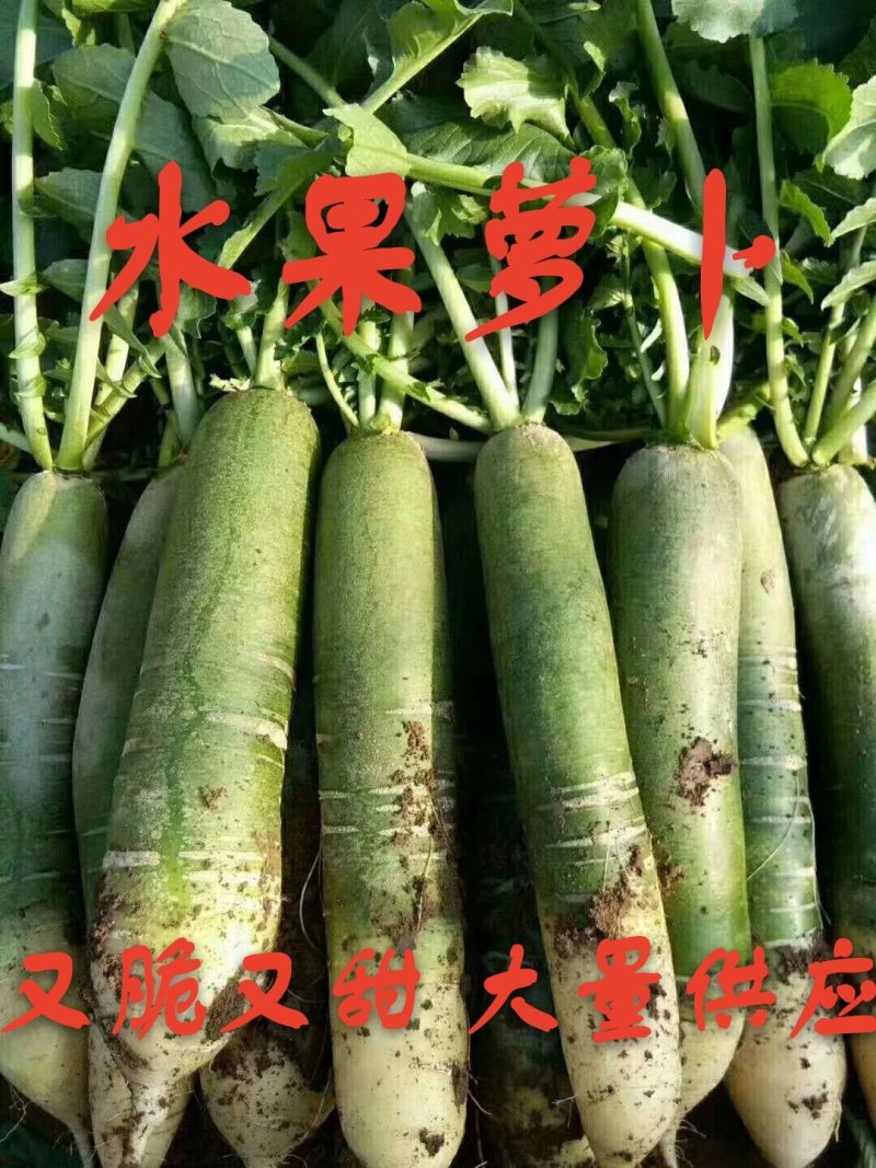 潍县青水果萝卜种植现货现拔人工费全免供应电商加工厂零