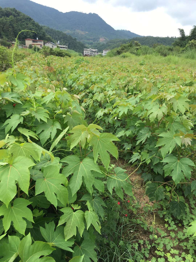 产地出售油桐苗千年桐苗木福建油桐苗基地直销