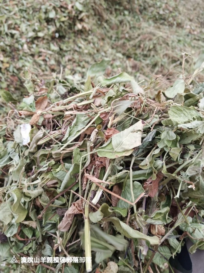 花生秧靓货需要的快点，，，，，，，，，