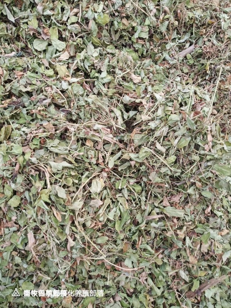 花生秧靓货需要的快点，，，，，，，，，
