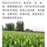 白肉慈菇