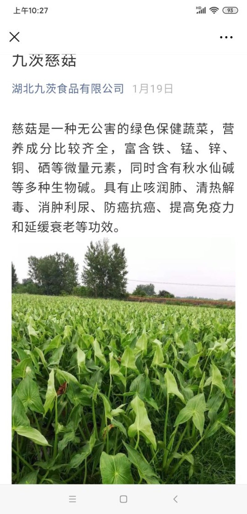 白肉慈菇