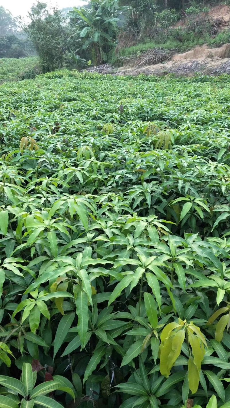 金煌芒果树苗嫁接芒果苗南方种植果树苗