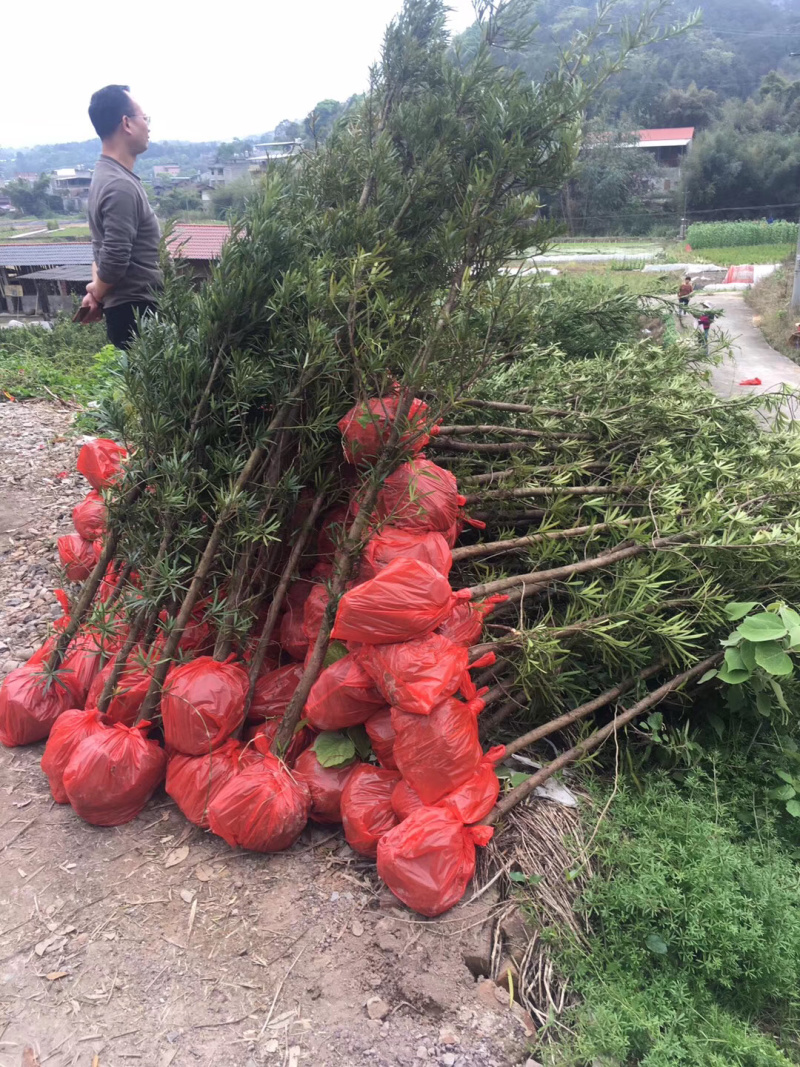 福建产地批发罗汉松地径2公分地径3公分