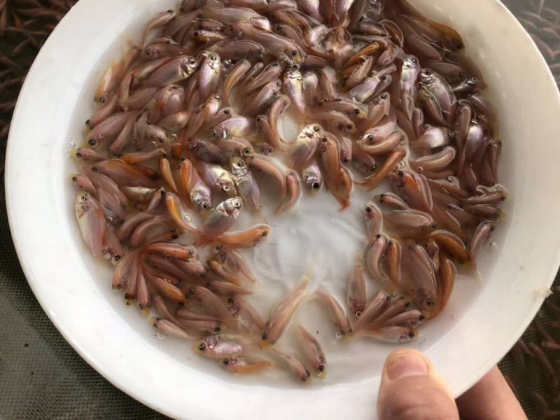 红罗非鱼苗彩虹鲷鱼苗+自孵水花（基地直供一手货源）