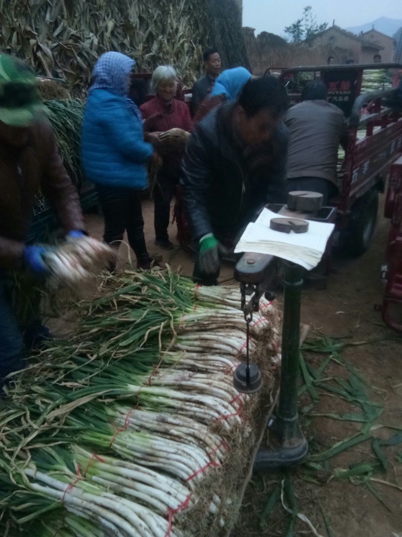 千亩甘肃大葱急售（质量好，价格优葱白40cm左右）