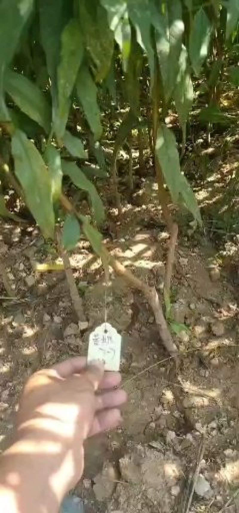 黄桃树苗黄金蜜0号1号4号7号系列规格齐全品种纯