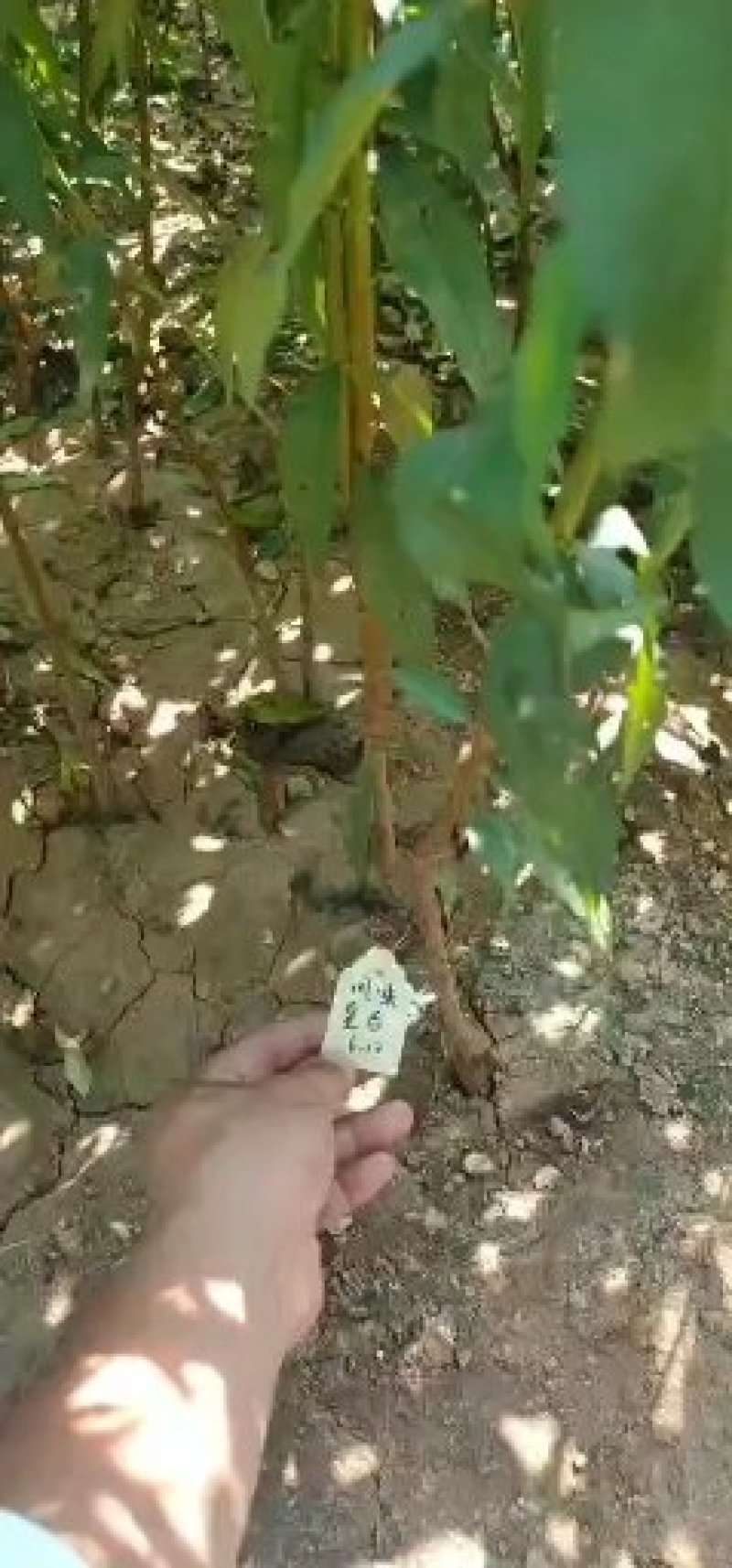 黄桃树苗黄金蜜0号1号4号7号系列规格齐全品种纯