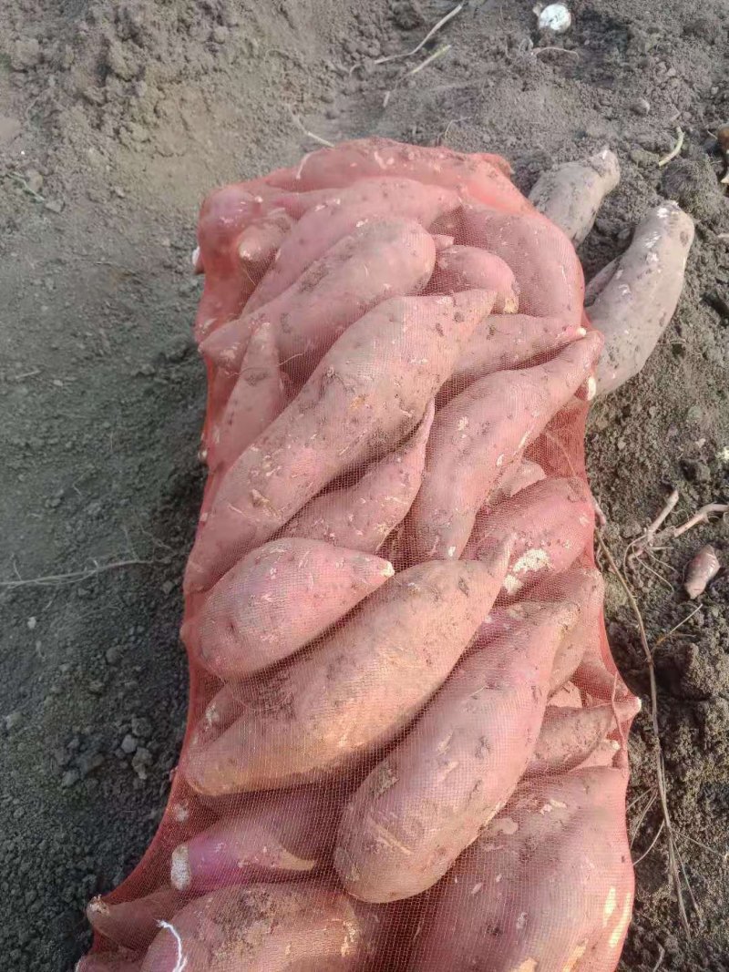 商薯19牛奶红薯打粉加工厂大量供应产地货源基地直供