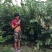 紫荆花树苗，紫荆小苗，丛生紫荆
