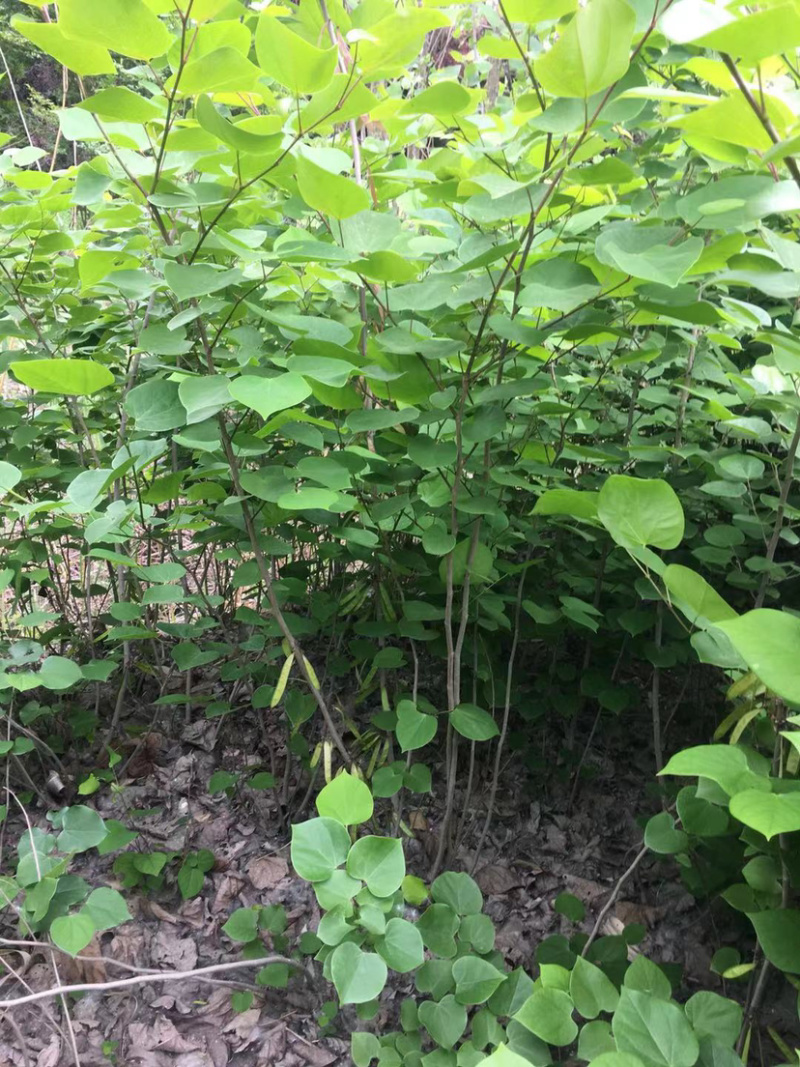 紫荆花树苗，紫荆小苗，丛生紫荆