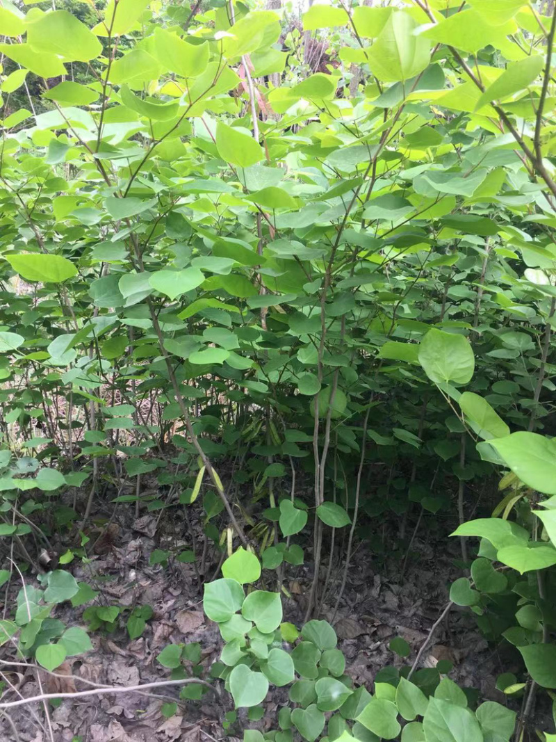紫荆花树苗，紫荆小苗，丛生紫荆
