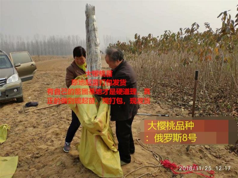车厘子树苗沙王大樱桃苗萨米脱金顶红大樱基地直接供应包纯度