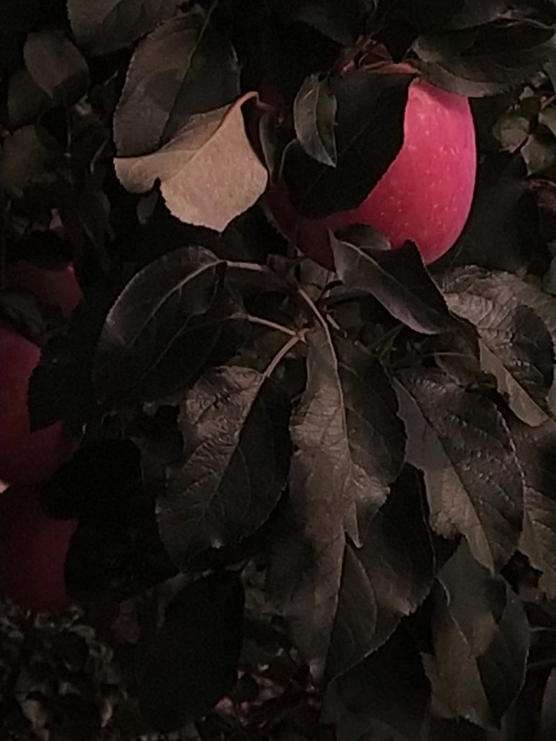 红富士苹果