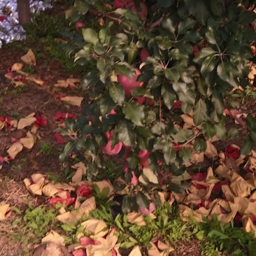 红富士苹果